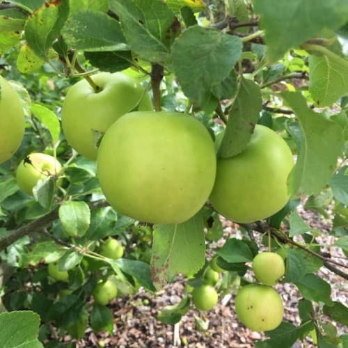 تصویر 2 از خرید سیب سبز + فروش عمده